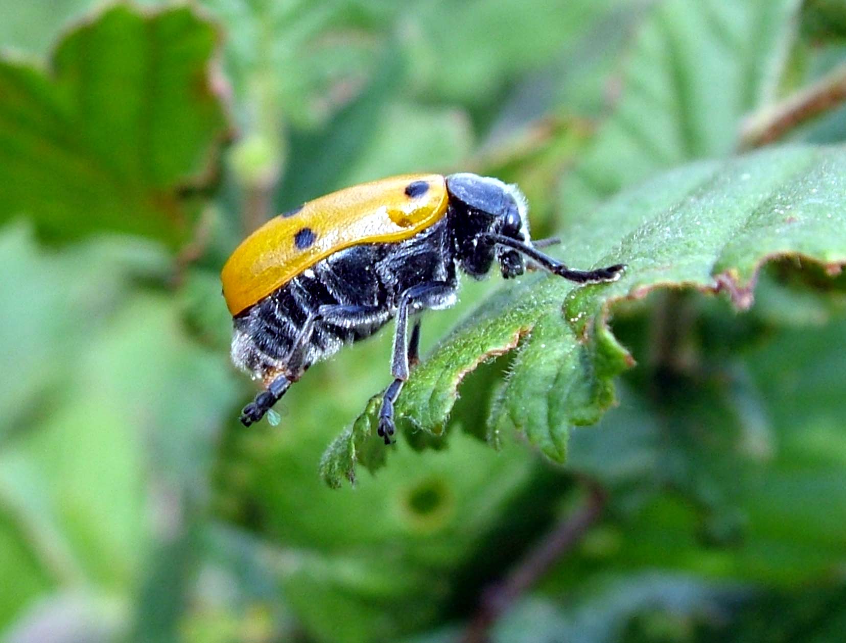 Lachnaia italica subsp. italica (Chrysomelidae)